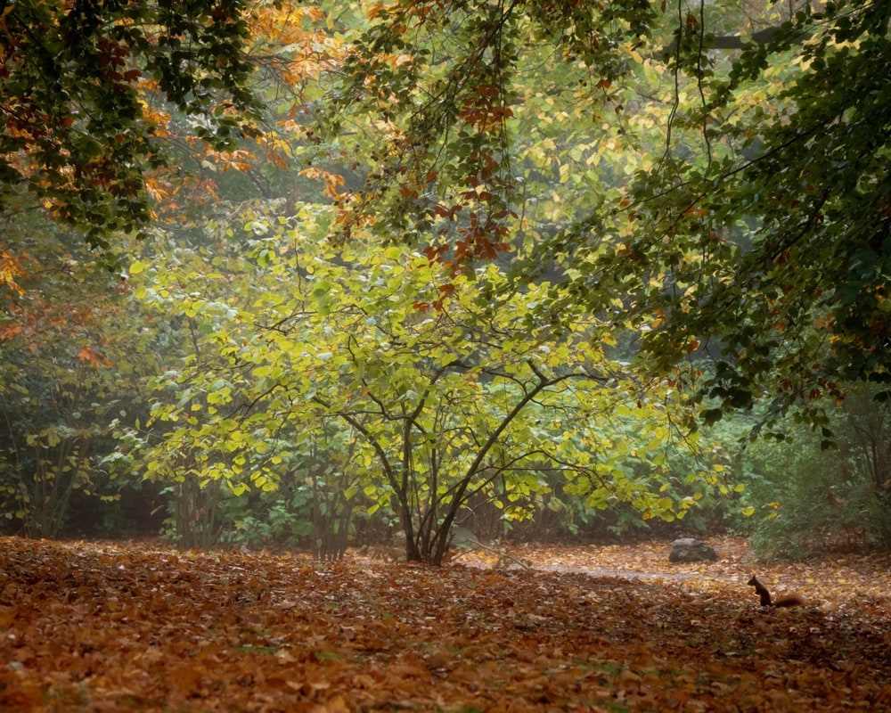 The sun shines on a young tree that is surrounded by colorful leaves on the ground and a squirrel in search of food