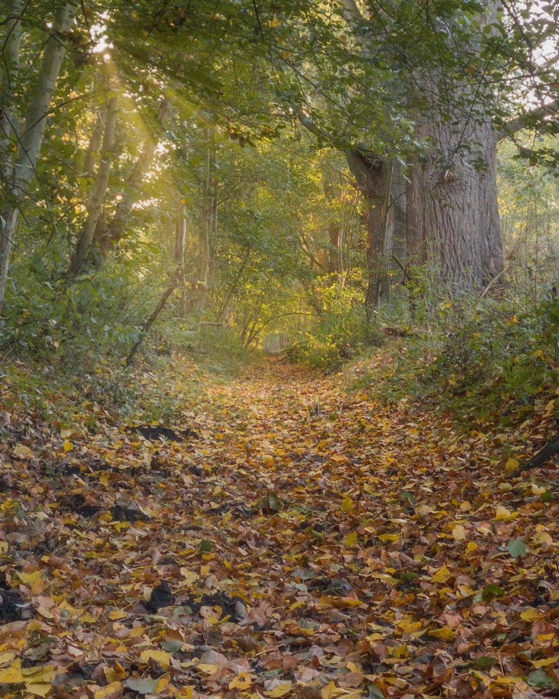 Colorful fall-leaves lie at the bottom of a dry river bed in a forest as the sun shines a ray through the leaves on the surrounding trees