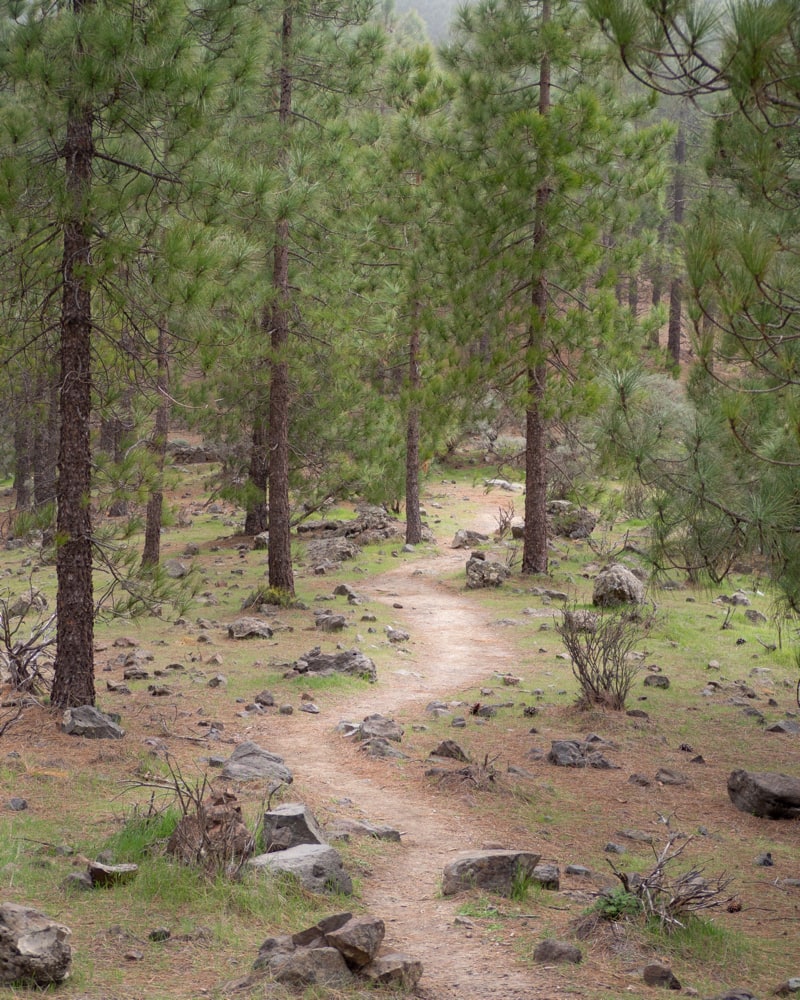 Winding path through pine trees just below Roque Nublo