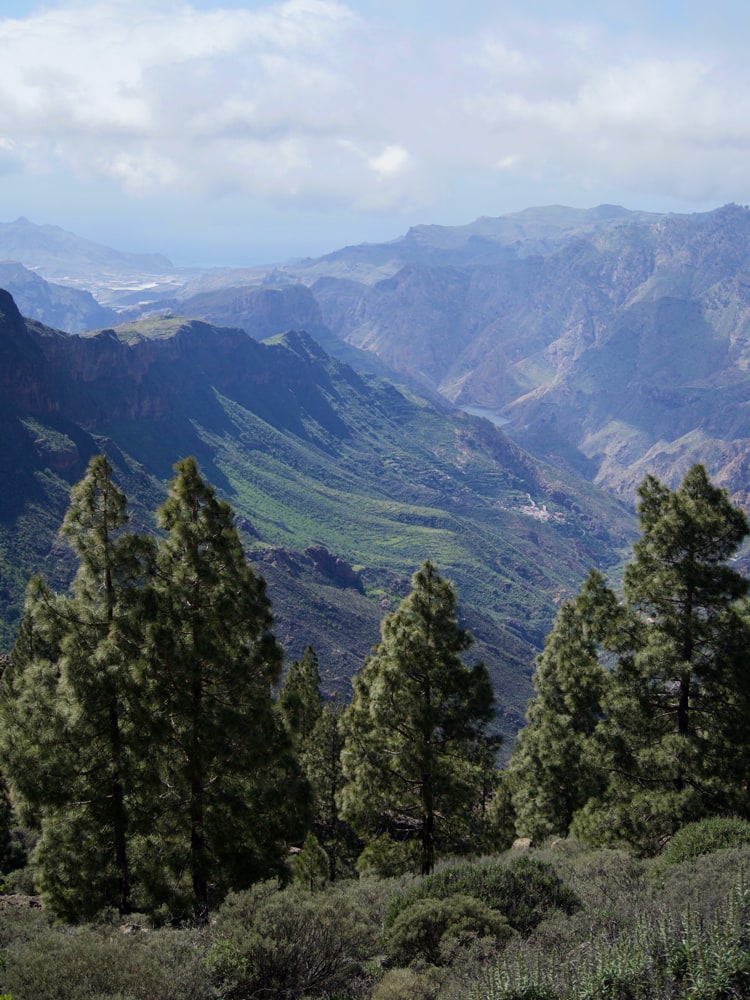 Mountain vista of the west-side of Gran Canaria with pine trees in the front