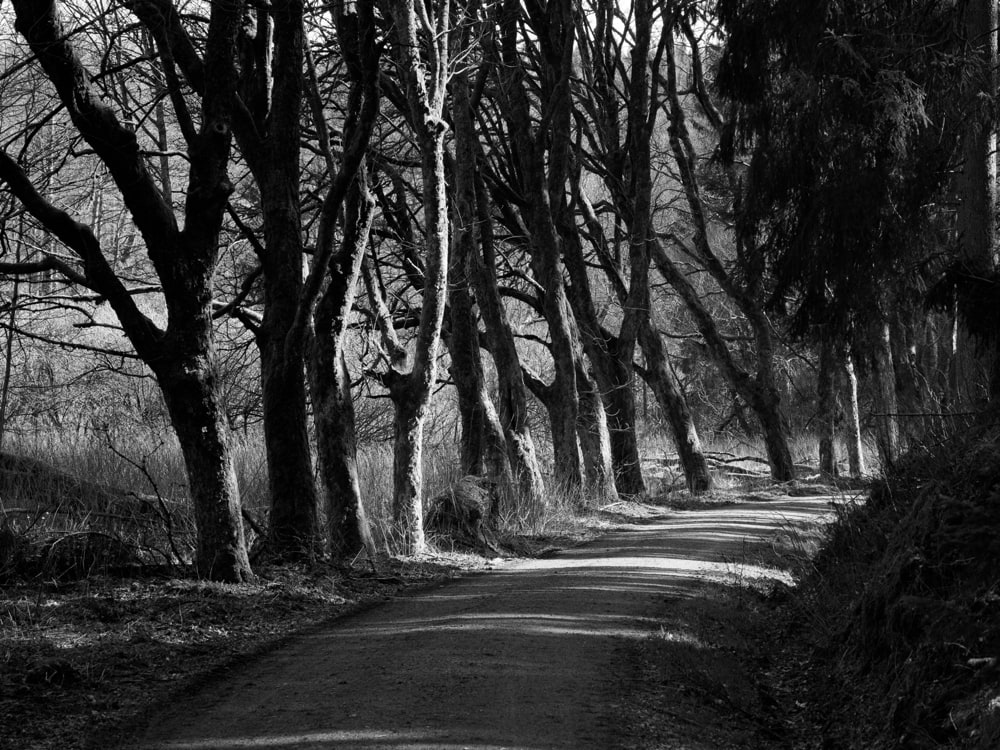 A group of old, mossy trees grow on the side of a gravel road in black and white