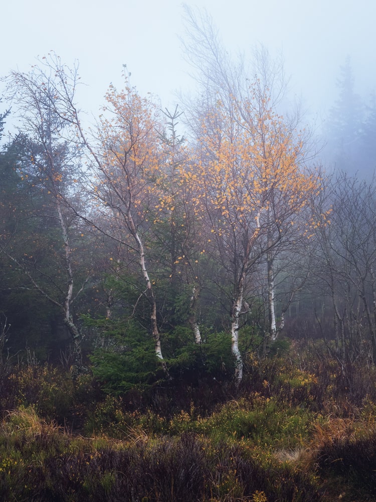 A group of birch trees with their last leaves is seen in the blue mist.