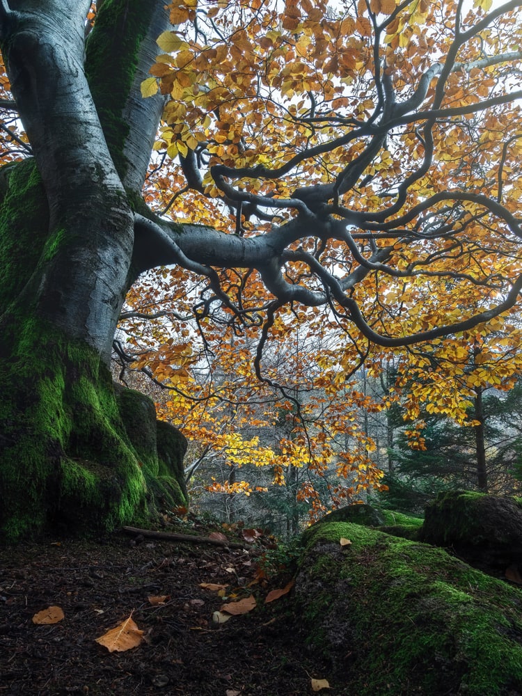 A mossy tree with bright orange leaves is shot in the mist with it's dark gnarly branches rising to the top.