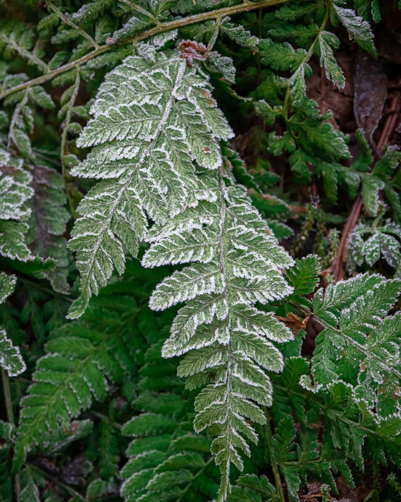 A detailed shot of some frozen leaves with ice crystals