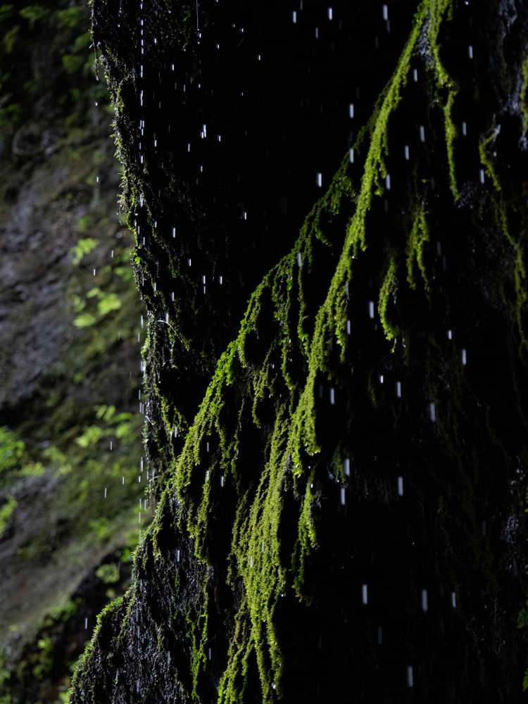 Abstract picture of green backlit moss on black rocks with falling water drops