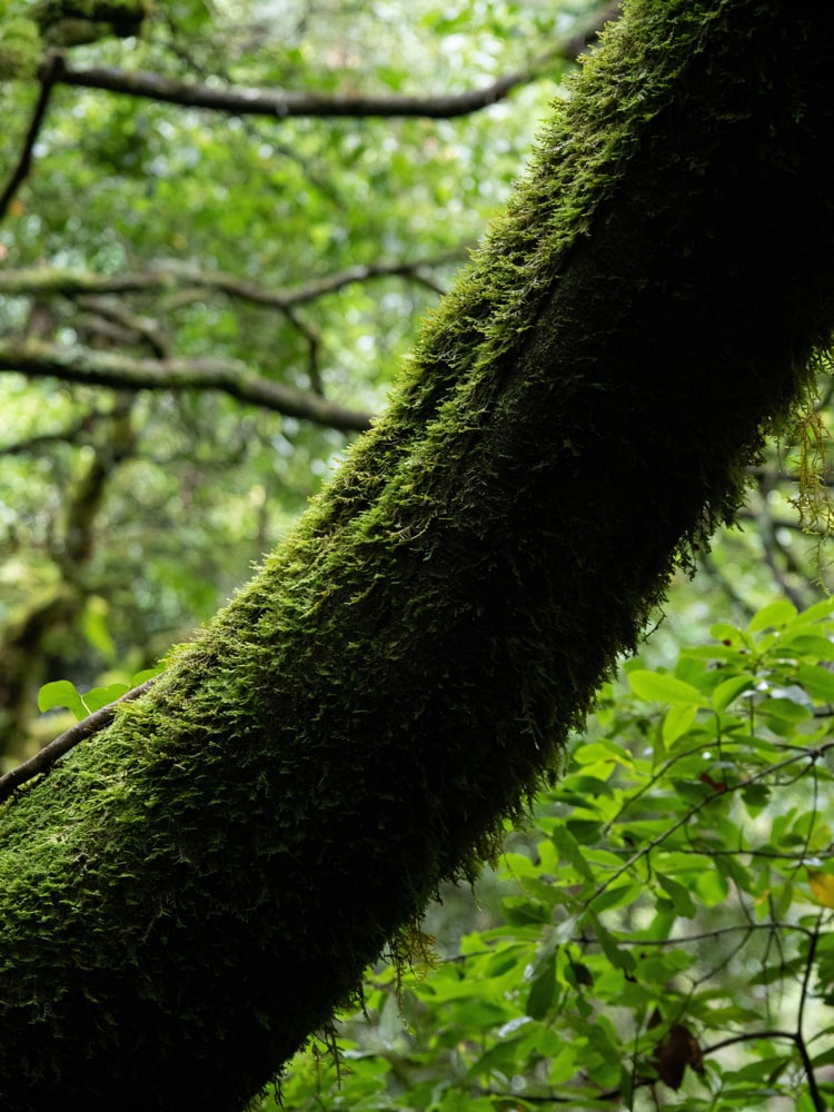 Mossy tree branch half-lit on top by sunlight against a green backdrop