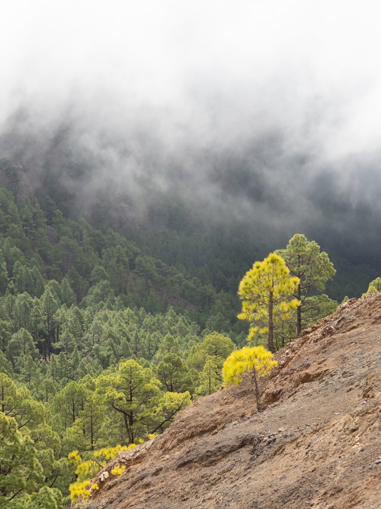 Green and yellow canarian pine trees on a hill with clouds rolling into the valley