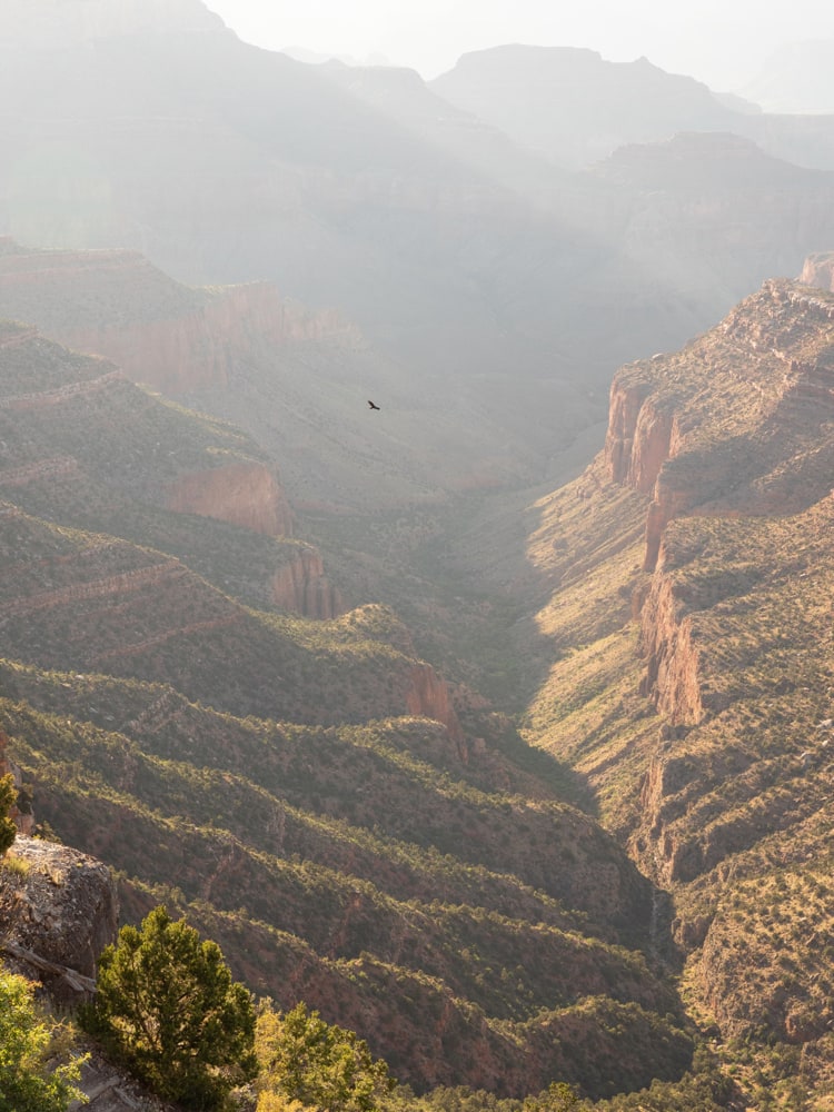 A bird is flying through the Grand Canyon near sunset as rays of sunlight hit the orange stones