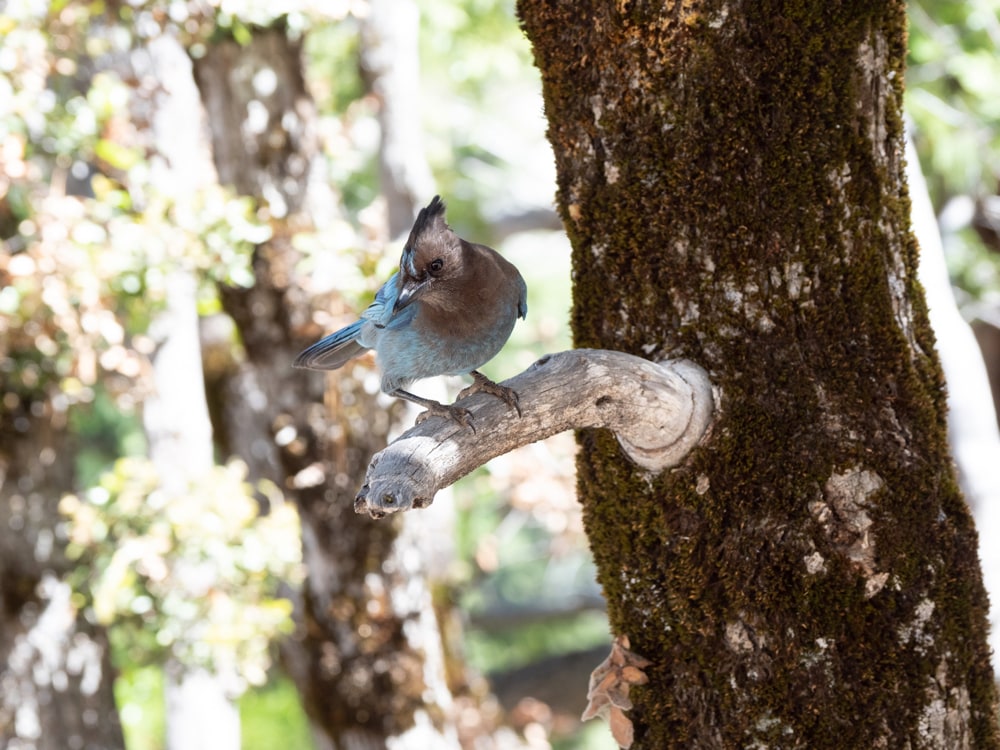 A Stella's Jay in Yosemite National Park